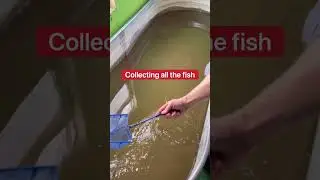 Пруд с грязной каймановой черепахой очистили менее чем за 60 секунд😱🐢#шорты #черепаха
