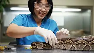 Inside the World of Snake-Leather 🐍 Luxury Bags & Belts Making Process (Full Factory)