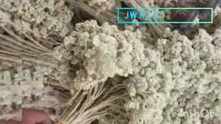Edelweiss Flower Decoration Jw Handmade Bali