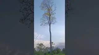 Arauca y sus cosas bonitas