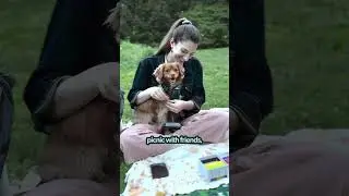 My Top Tricks On Leaving My Anxious Dog Alone | The Pack