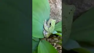 IPM Shorts: The Next BIG FAT GREEN Tree Frog