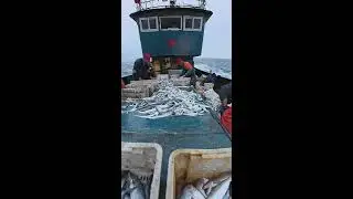 Deep Sea Catch Live: Today's Offshore Harvest 2025-12-15 12:26:10