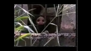 Параллельный кот