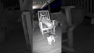 Dont miss the ending. Raccoon vs Cat #funnyanimals #SecurityCamFootage   #CatVsRaccoon #cute #cctv