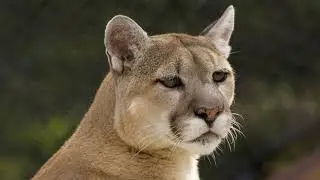 Cat Senses