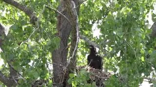 Bald Eagles Pooping Montage [HD]