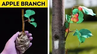 Cute Gardening Hacks That Will Amaze You
