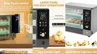 Best incubator for parrot 