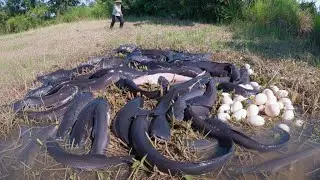 wow wow wow! Catch a lot of fish on the road after raining by skill hand