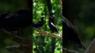 SHOCKING Moment Two Hornbills FIGHT on Tree Branch &ndash; Epic Bird Battle You Won't Believe
