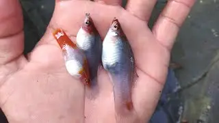 Mostrando como estão filhotes de espada e Molinesia depois de 2 meses no tanque de engorda.