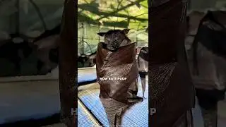 Как на самом деле испражняются летучие мыши