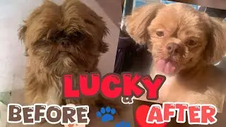 LUCKY. before & after haircut/ grooming | Kain din sya  ng Chicken Joy 🐕🐾♥️ | Hidden Vlogs