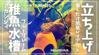 アピストグラマアガシジィブルーフレームの稚魚育成水槽を45cm水槽で立ち上げます。　＃アクアリウム　＃apisutogurama