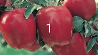 Top 10 Apple Variety  सेब की 10 सबसे अच्छी किस्म