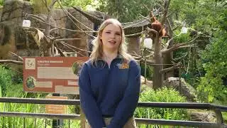 Sacramento Zoo Video | Orangutan Care & Conservation | 175 Productions