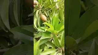 sapodela plant cheeko #sapodela #cheekoo#fruitcutting #fruit#juice