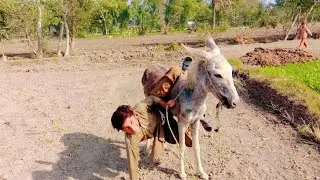 Nature's Romance: How Monkeys Mate November 2025