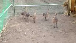 Running Baby Ostrich