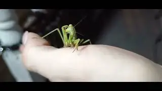 look at this chill beauty 😍 #Praying Mantis