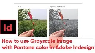 Пантон в Индизайне - How to use Grayscale image with Pantone color in Adobe Indesign