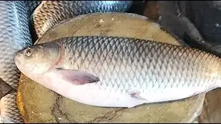 🔴 Live Fish Cutting ASMR | Fresh Seafood Processing from Market | For USA & Europe Viewers