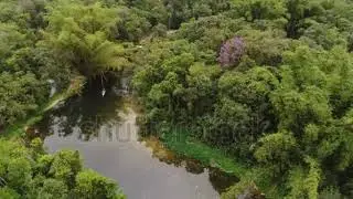 Amazon Jungle Stock Video Clips