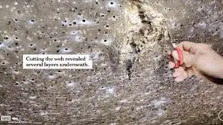 Shpella e merimangave, zbulimi m&euml; i madh i ndodhur ndonj&euml;her&euml;!/ Wake Up
