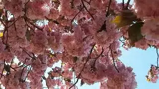 Relaxing Piano Music, Meditation Music