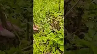 # fresh# vegetable# stream# breaking# from# field# agriculture# farming# satisfying# short