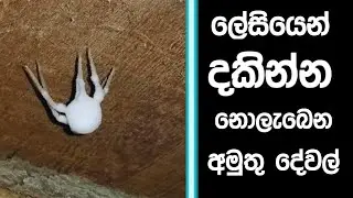 ලේසියෙන් දකින්න නොලැබෙන අමුතු දේවල් .|weirds things on the world