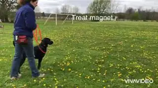 R+ Dog Reactivity Management Skills - Treat Magnet, Scatter Feeding, And Using Sniffing As A Reward