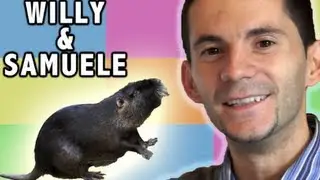 Willy, il castorino che ama mangiare i biscotti e guardare la tv