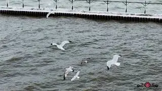 Stunning Slow-Mo Flight With The Birds Around St. Joseph Lighthouse Pure Michigan 6K Drone Footage
