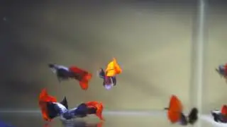 Dumbo Red Tail