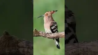 kukukuoo😍#wildlover#shortvedio