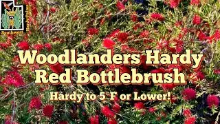 I Found a Woodlanders Hardy Red BottleBrush in Utah! | The Most Cold Hardy Callistemon