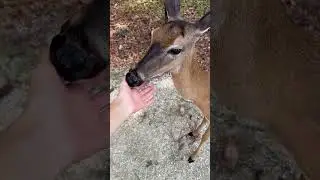 Ручные олени во Флориде 🦌 | Moss Park, Орландо &mdash; Природа и отдых в США