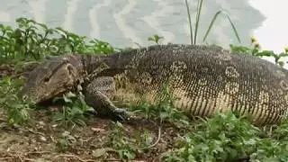 Bangkok May 2018 Lumpini Park Part 3 45