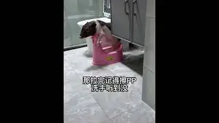 A pig who can turn off the lights by himself,wipe his butt and wash his hands when he goes to toilet