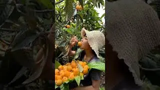 Yummy Loquat A Great Medicinal Fruit #satisfying #shortsvideo