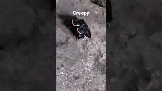 creepy insect #shorts #creepy