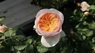 Juliet: The most expensive rose is displaying extraordinary beauty in India.