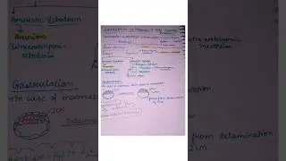 #mindmap of#gastrulation in mammals&#formation of extra embryonic membranes#developmentalbiology#fyp