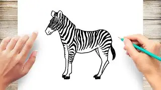 How To Draw Zebra Step by Step