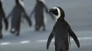 Penguin Crosses Cape Town To Find Mate | Cities: Nature's New Wild | BBC Earth