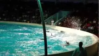 Dubai Dolphin Show in Creek Park with DUA & TAHA part 1