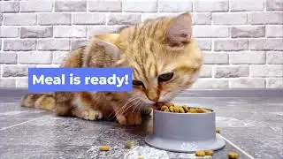 HE Tried To Make a 5-STAR MICHELIN MEAL... 😱🐈 #catcooking #fail #viral #cat #catlife #catvideos