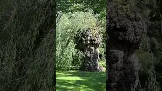 Unusual trees in Ontario